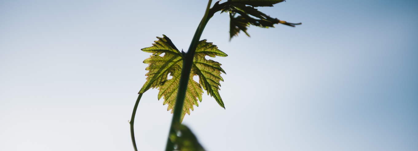 Grape leaf